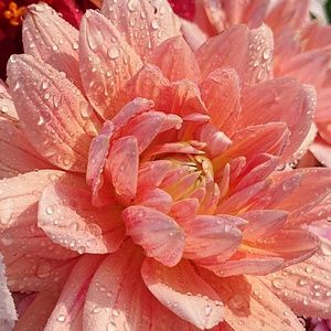 Meet your Posher, Joseph